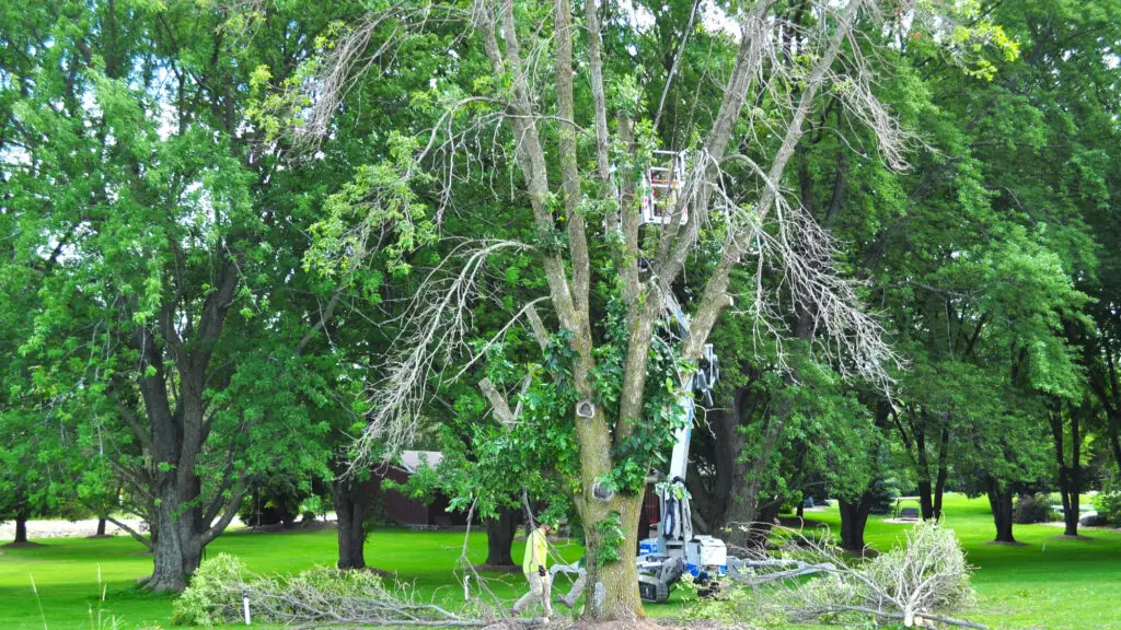 Lowney's Tree Service Appleton