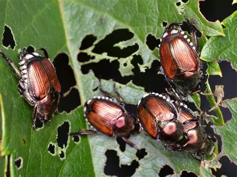 How to treat Japanese beetles