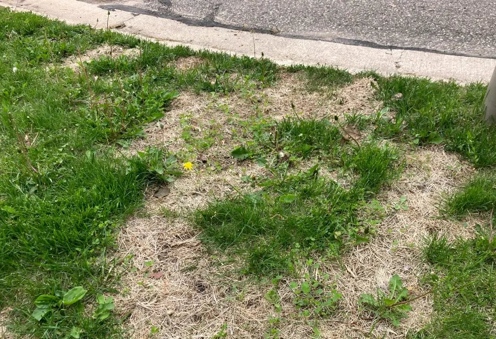 lawn soil testing