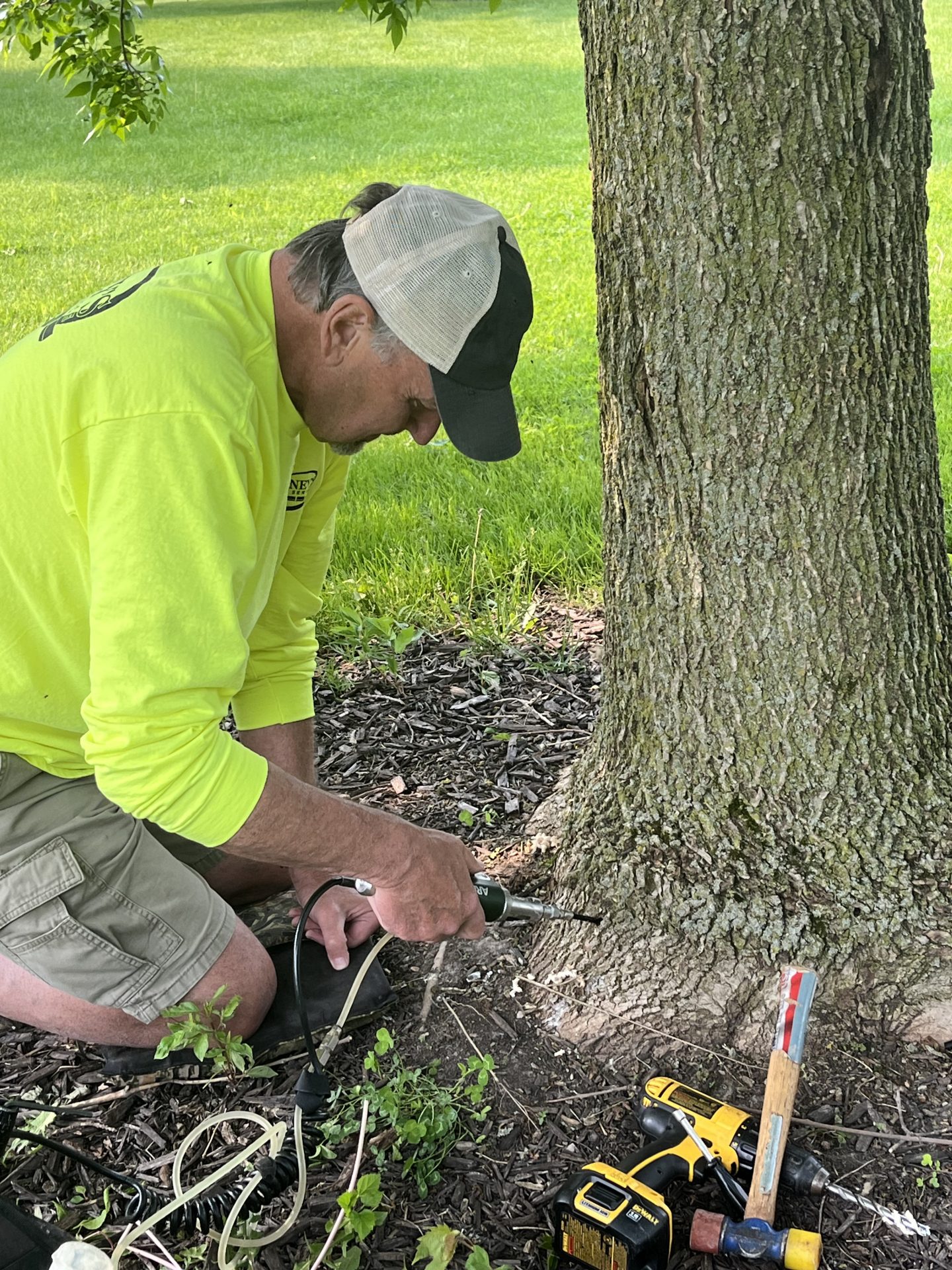 Man drilling into tree trunk base outdoors
