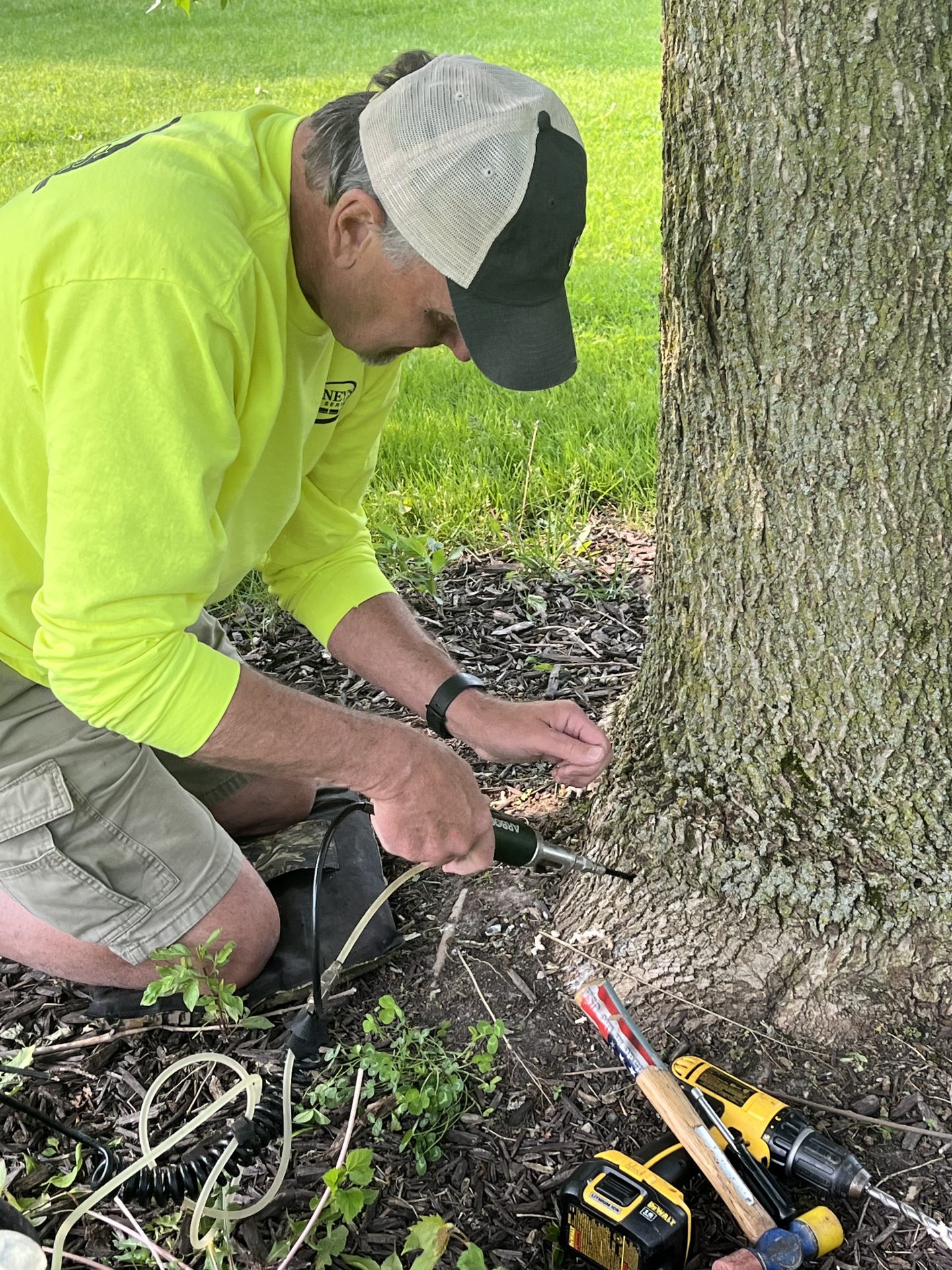 Man injecting treatment into tree trunk base