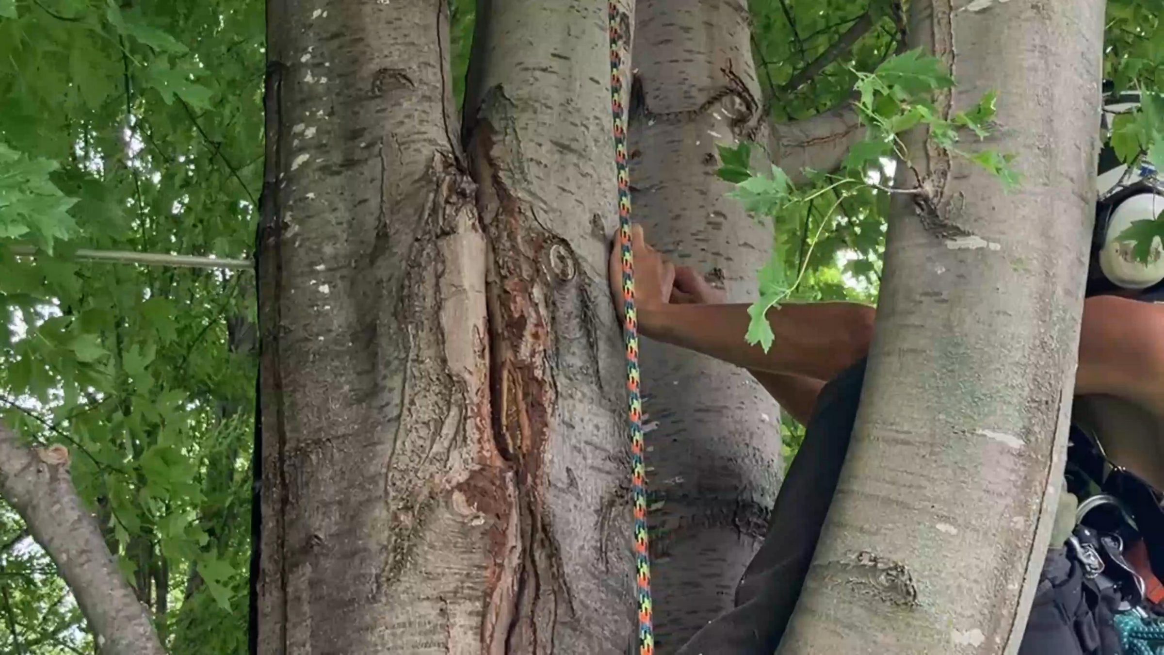 Person climbing tree with rope and gear