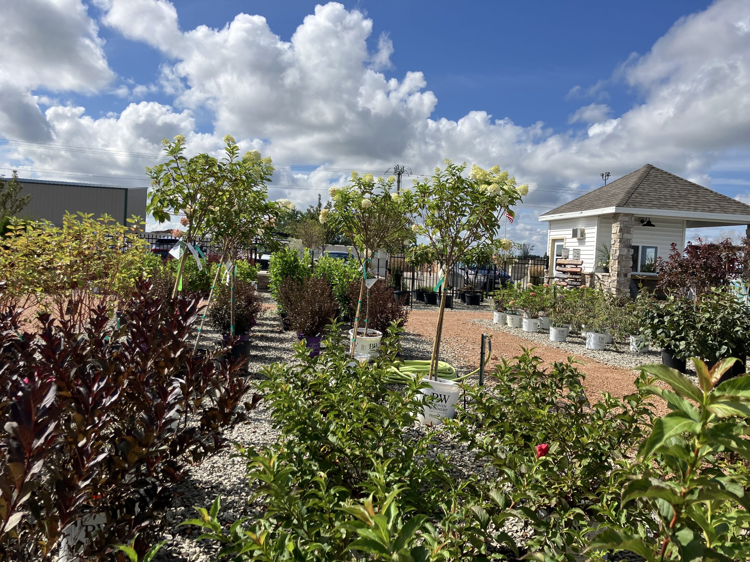 Outdoor plant nursery with potted trees and shrubs