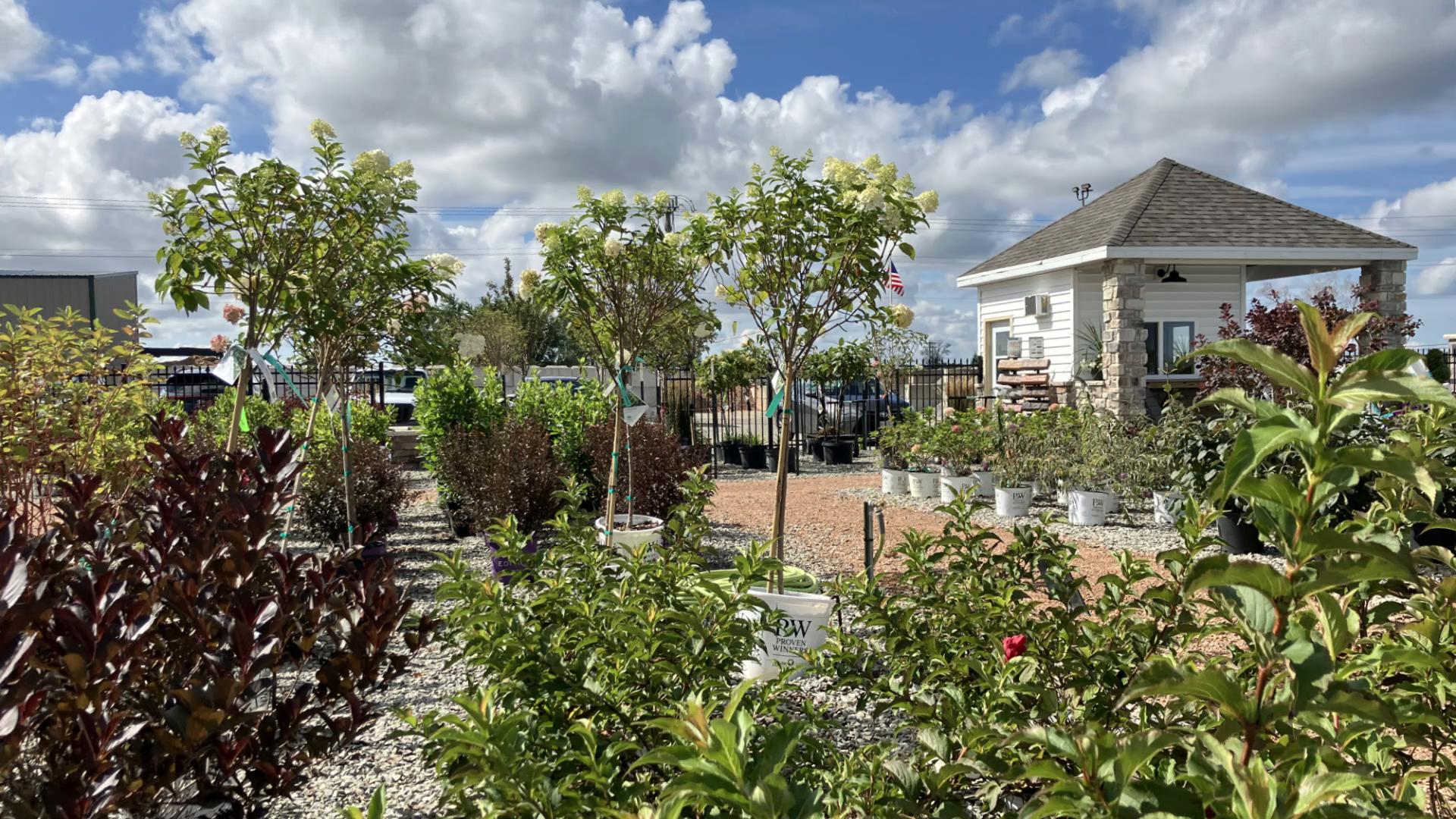 Plant nursery with potted trees and small building