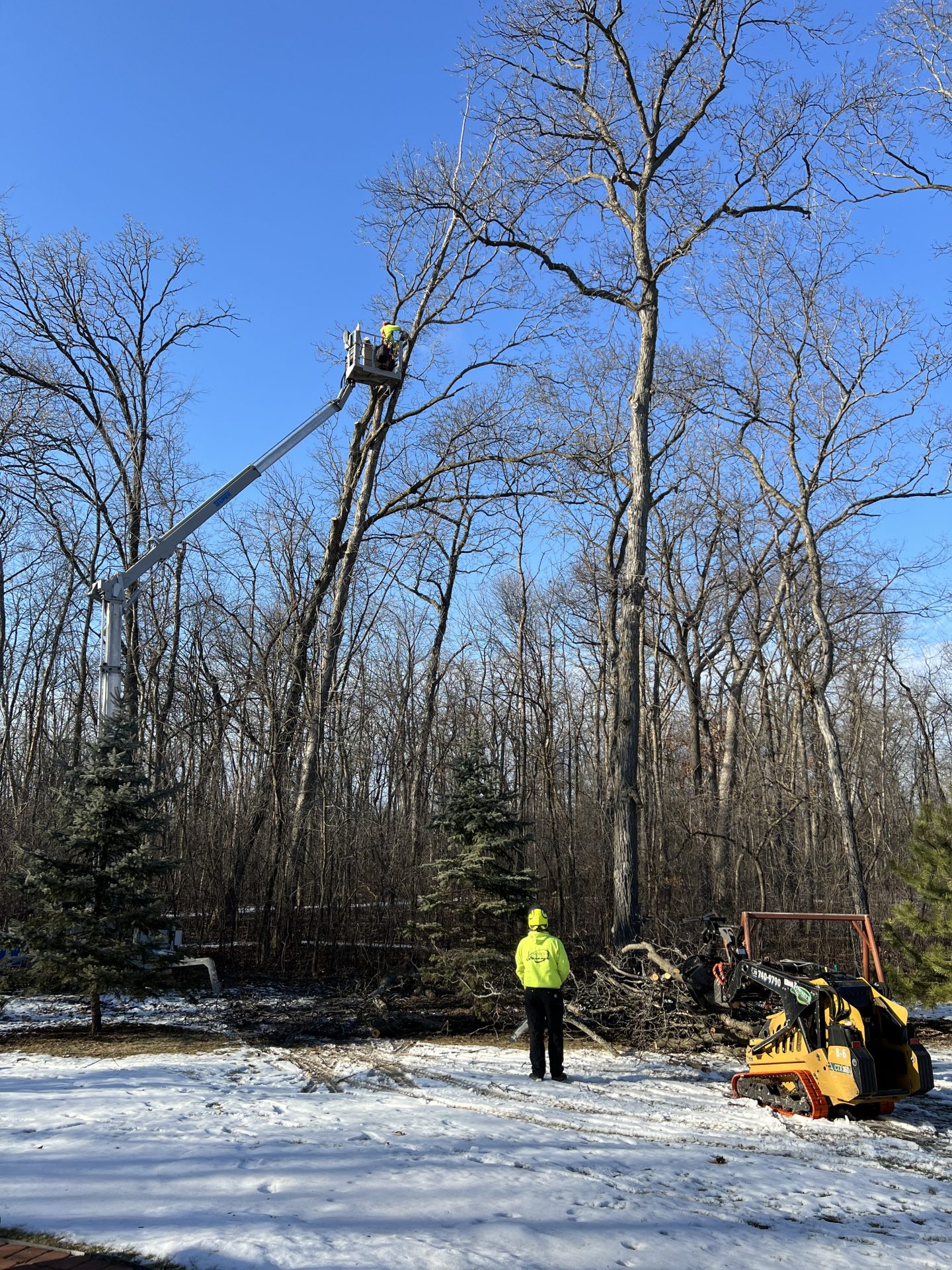 Tree workers trimming tall tree with bucket lift