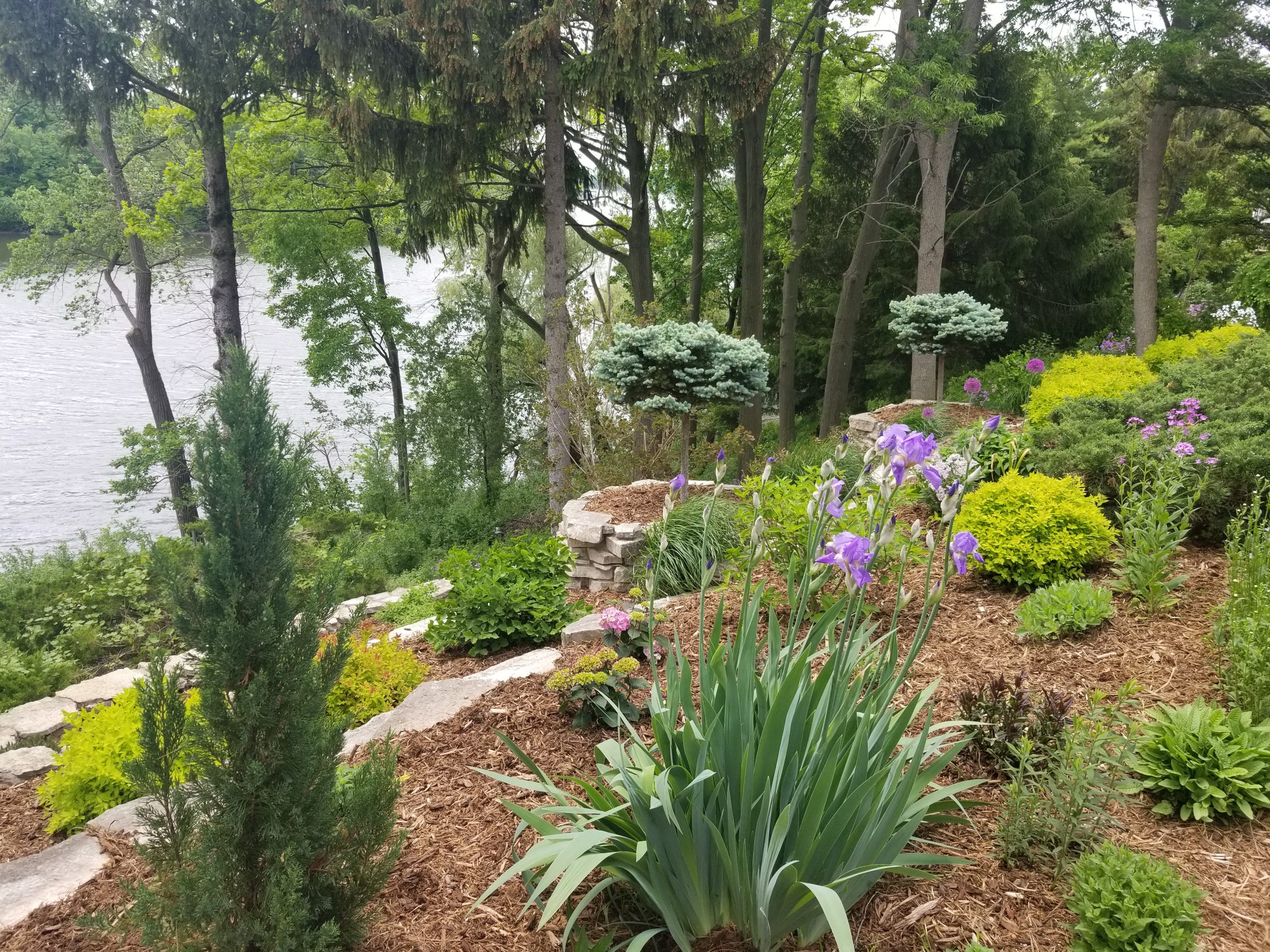Landscaped riverside garden with purple irises and trees