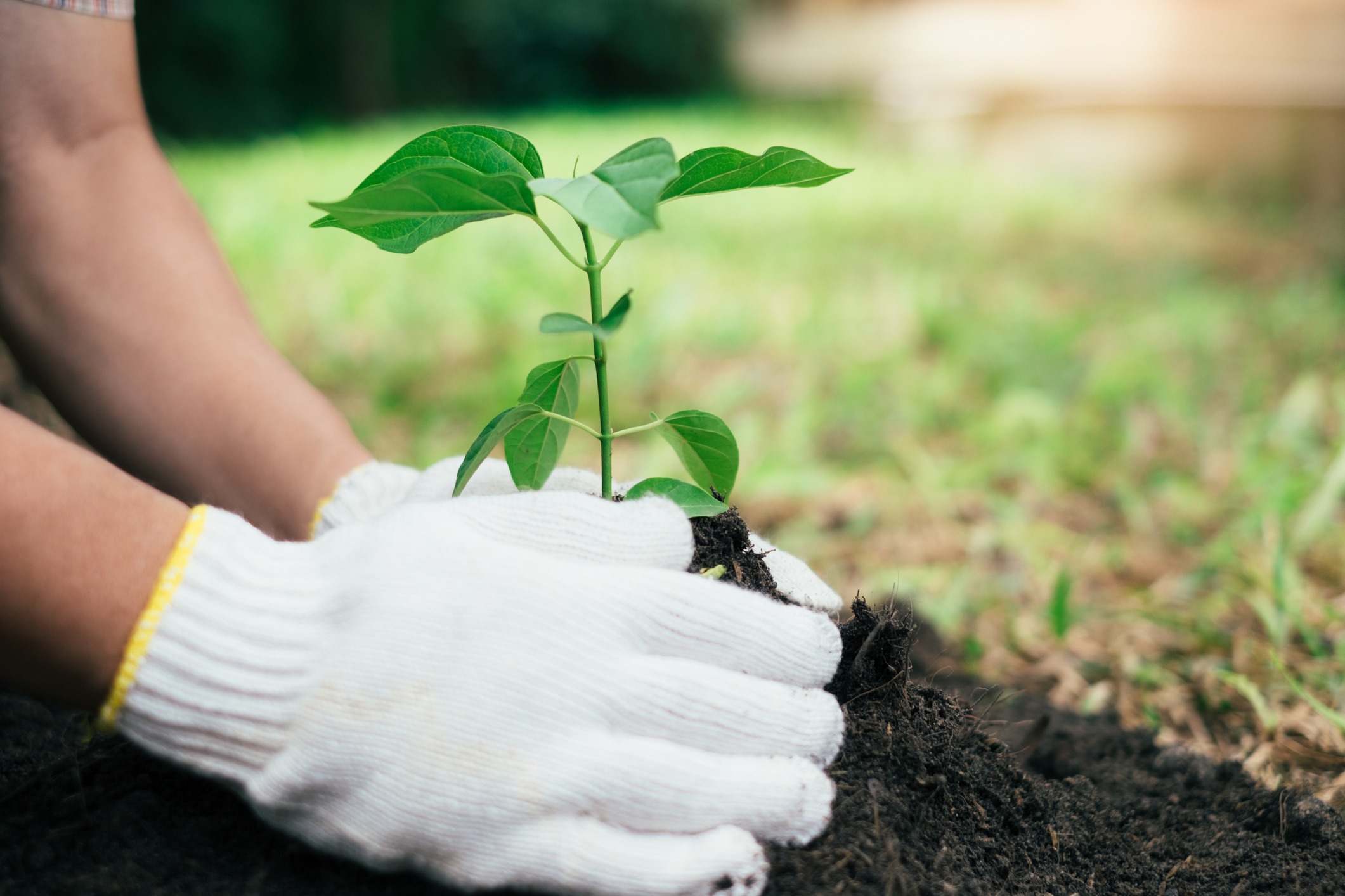 Gloved hands planting young green seedling outdoors