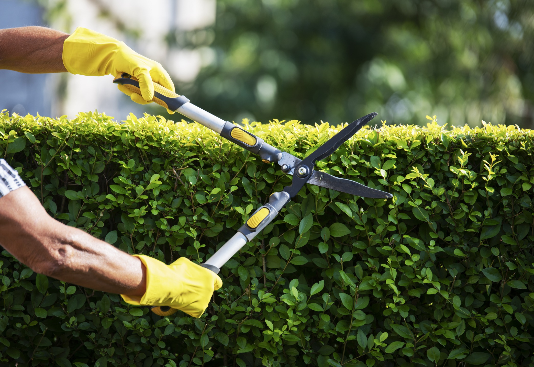 Person trimming green hedge with hedge shears