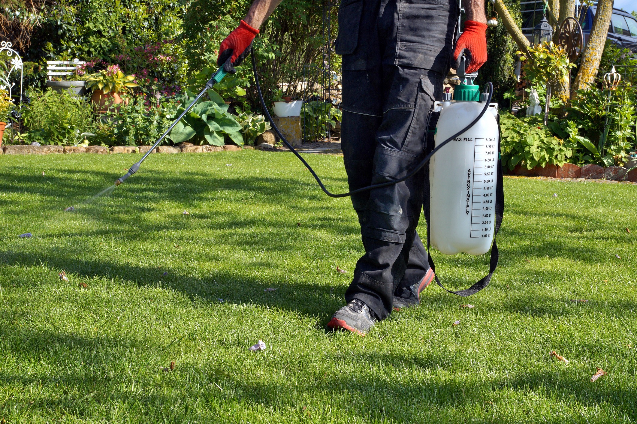 Person spraying lawn with backpack garden sprayer