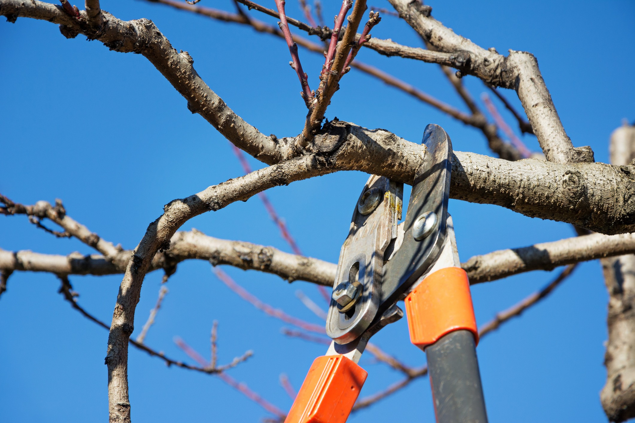 Pruning shears cutting a tree branch