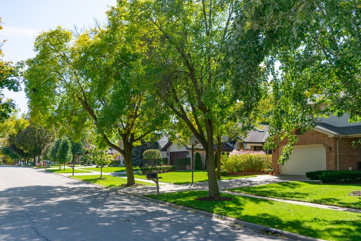Tree-lined suburban street with houses and lawns