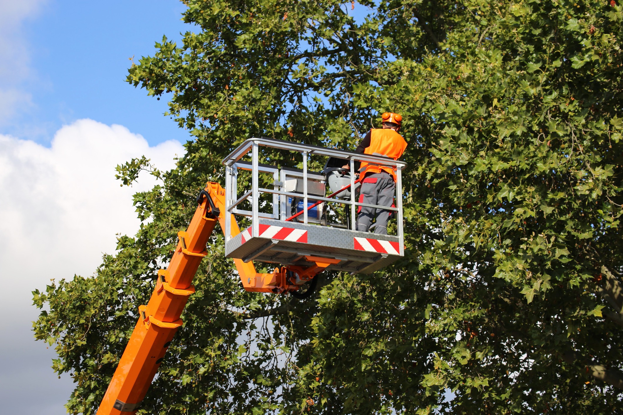 Worker trimming tree from elevated boom lift
