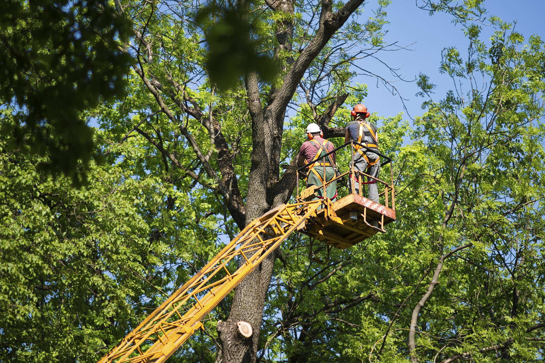 Tree workers trimming branches from elevated lift