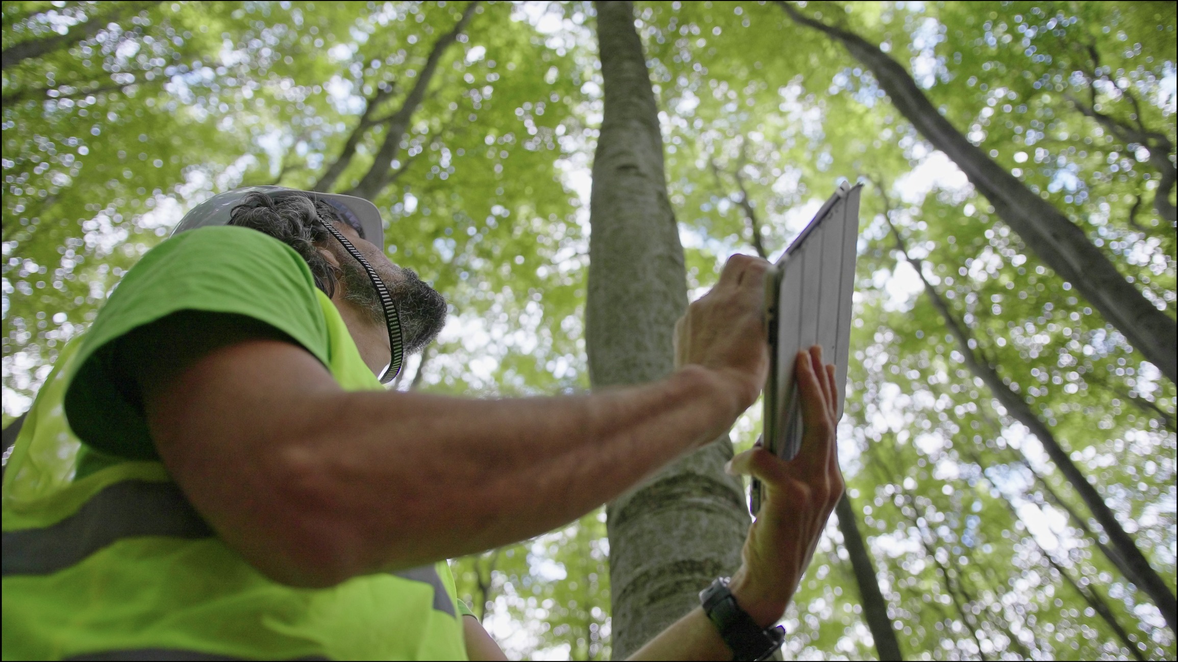 Forestry worker using tablet under tall trees