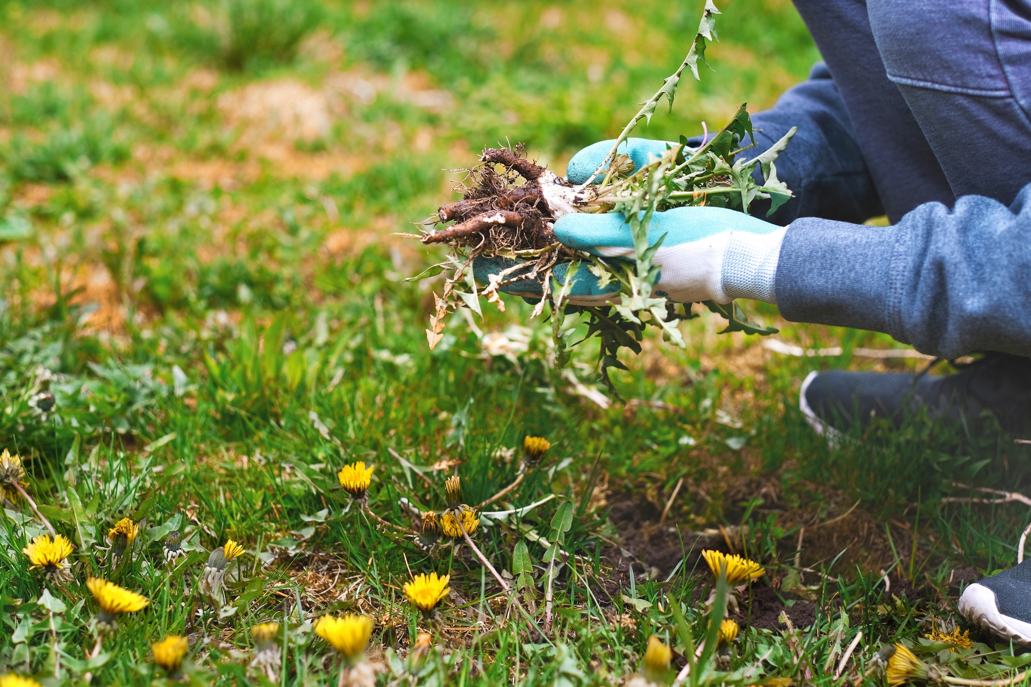 Gloved hands pulling dandelion from lawn