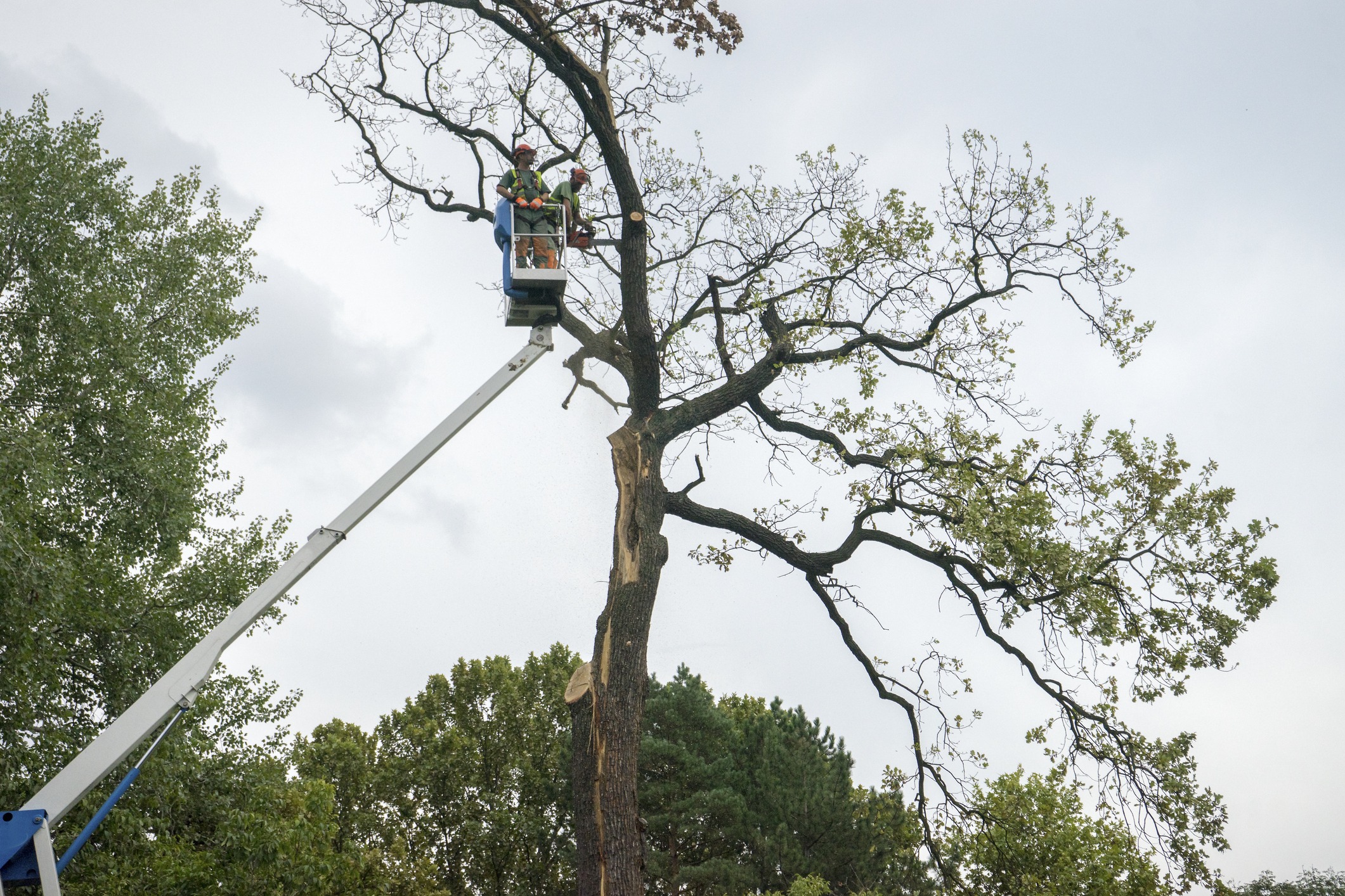Workers trimming tall tree from bucket lift