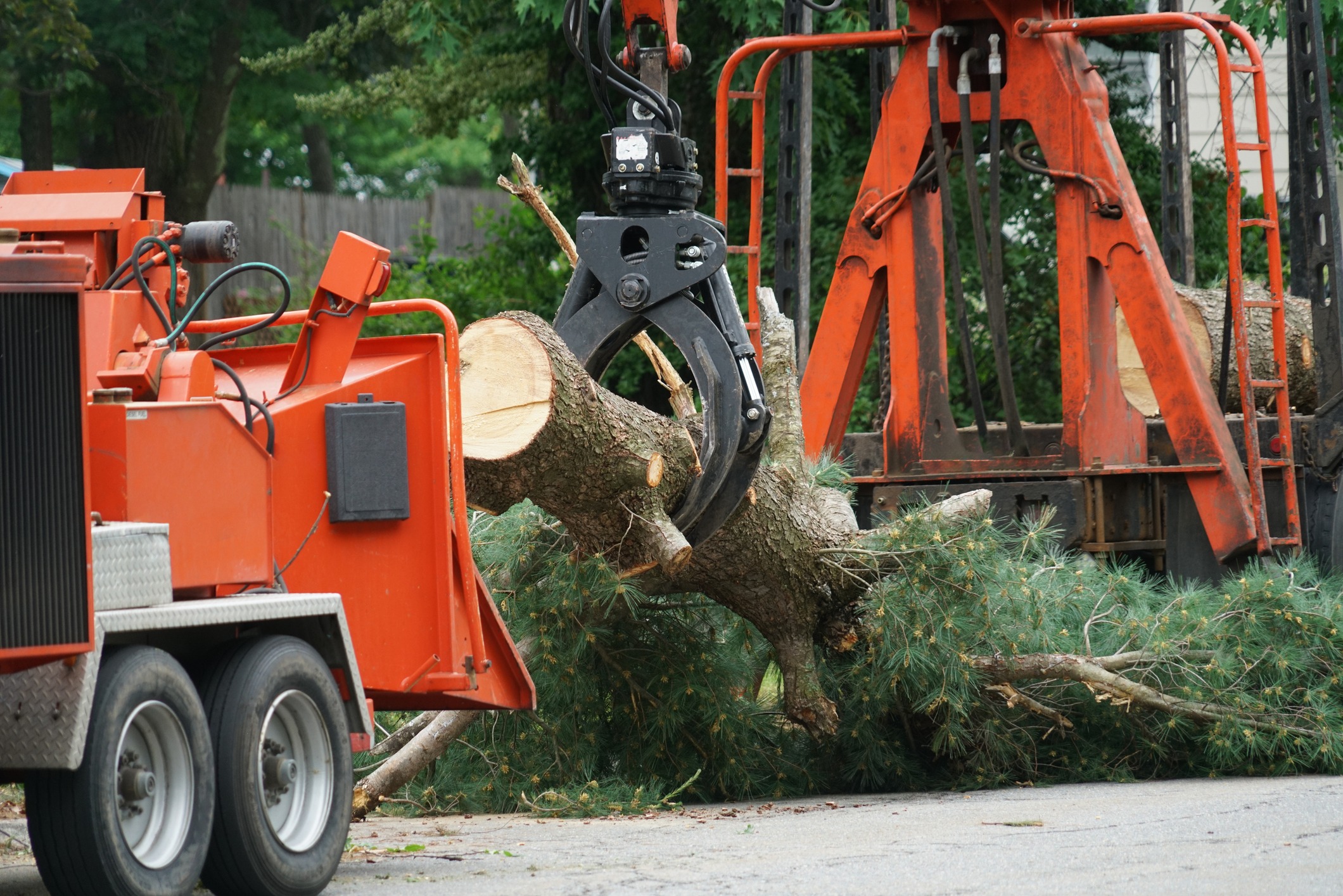 Grapple loader lifting cut tree logs