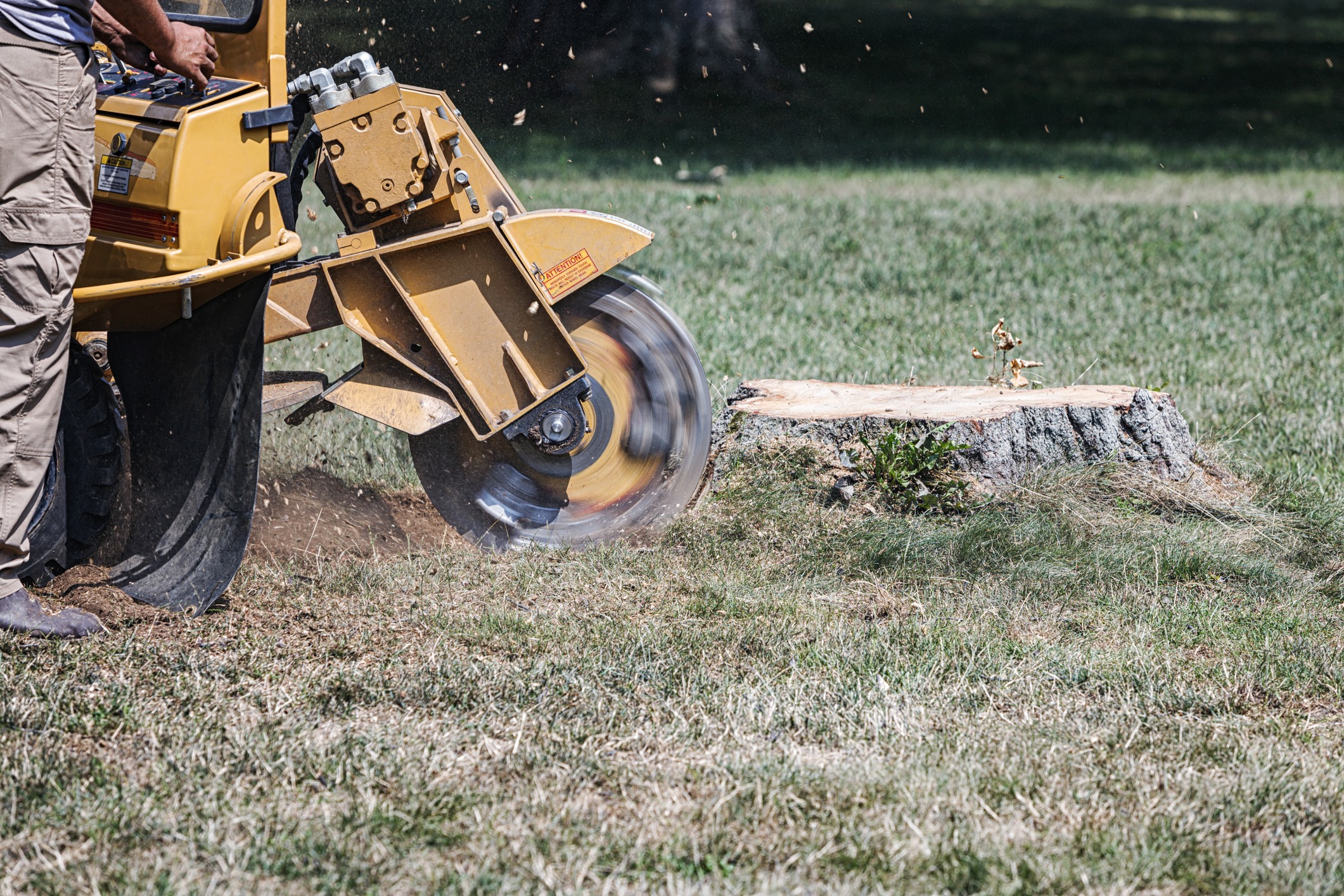 Worker grinding tree stump with stump grinder