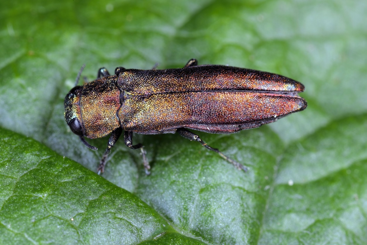 Metallic wood-boring beetle on green leaf