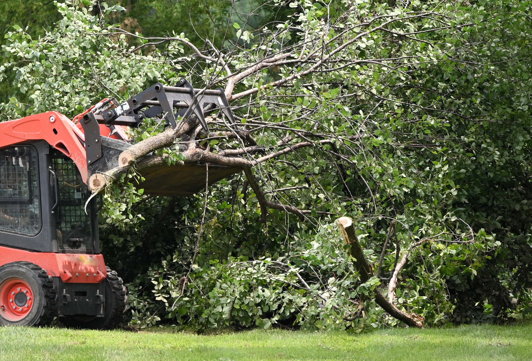 Skid-steer loader lifting cut tree branches
