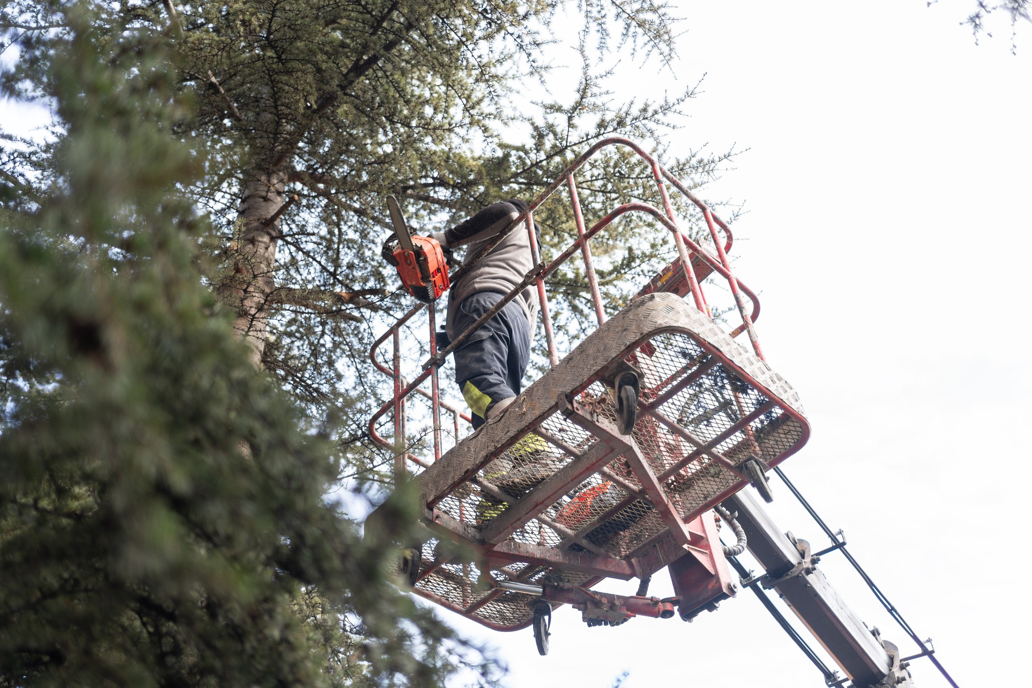Worker trimming tree branches from elevated lift