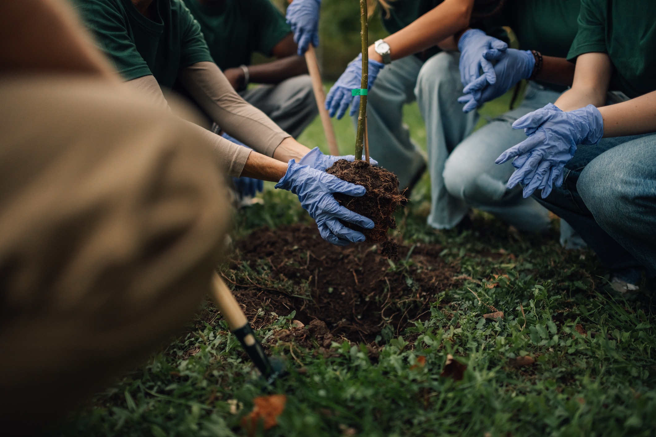 Volunteers planting a young tree sapling outdoors