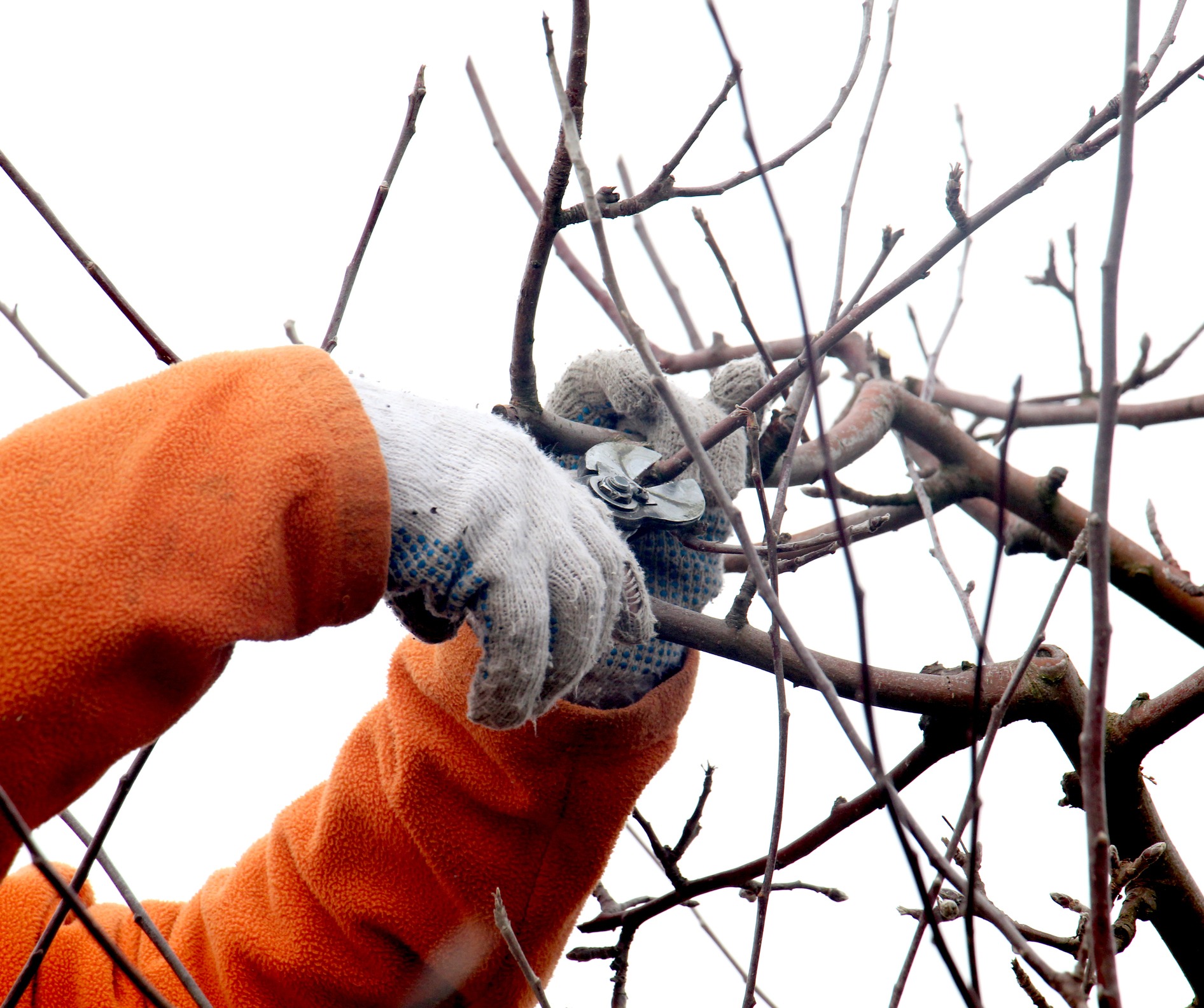 Gloved hands pruning tree branches with shears