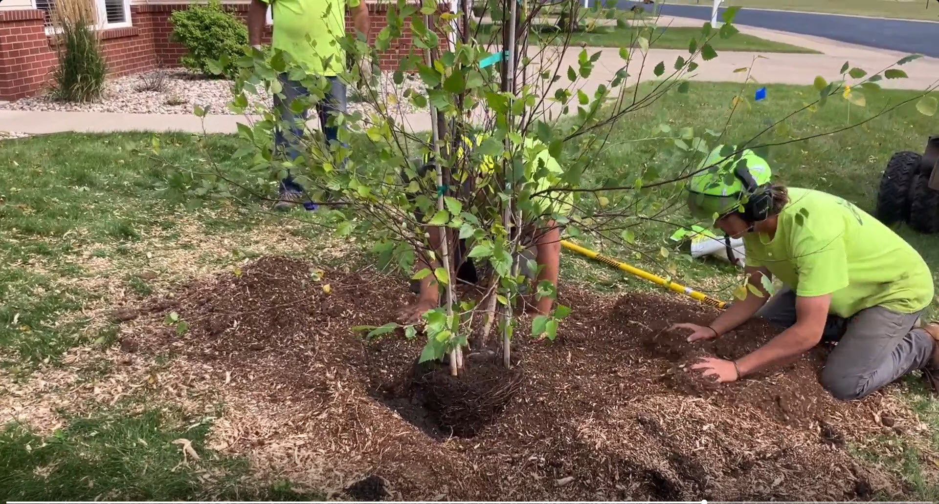 Workers mulching newly planted tree in yard