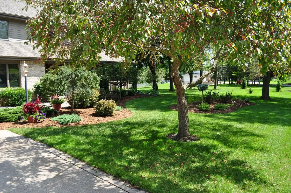 Well-maintained suburban front yard with tree and lawn