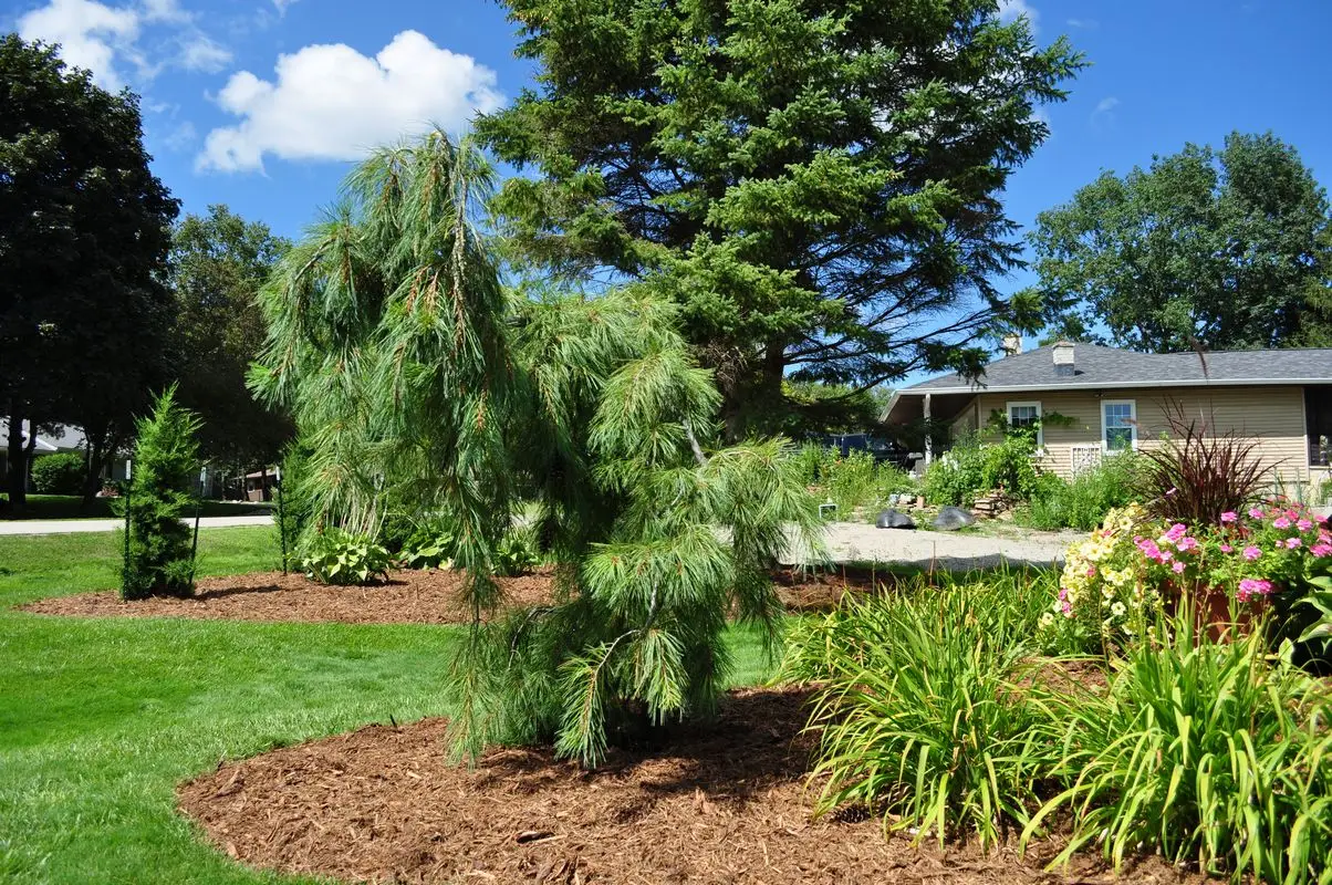 Landscaped yard with weeping pine and flowers