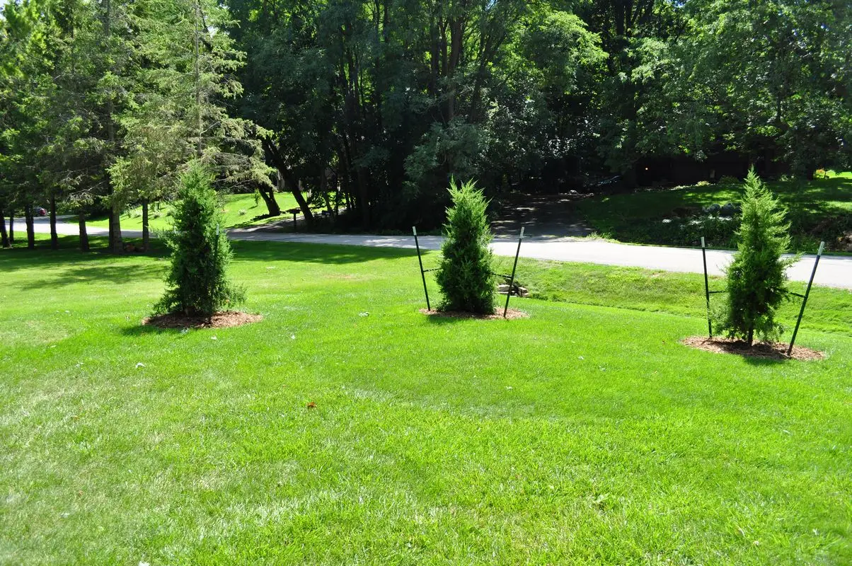 Three young evergreen trees on grassy lawn