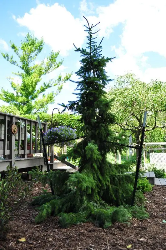 Tall weeping evergreen tree in landscaped garden