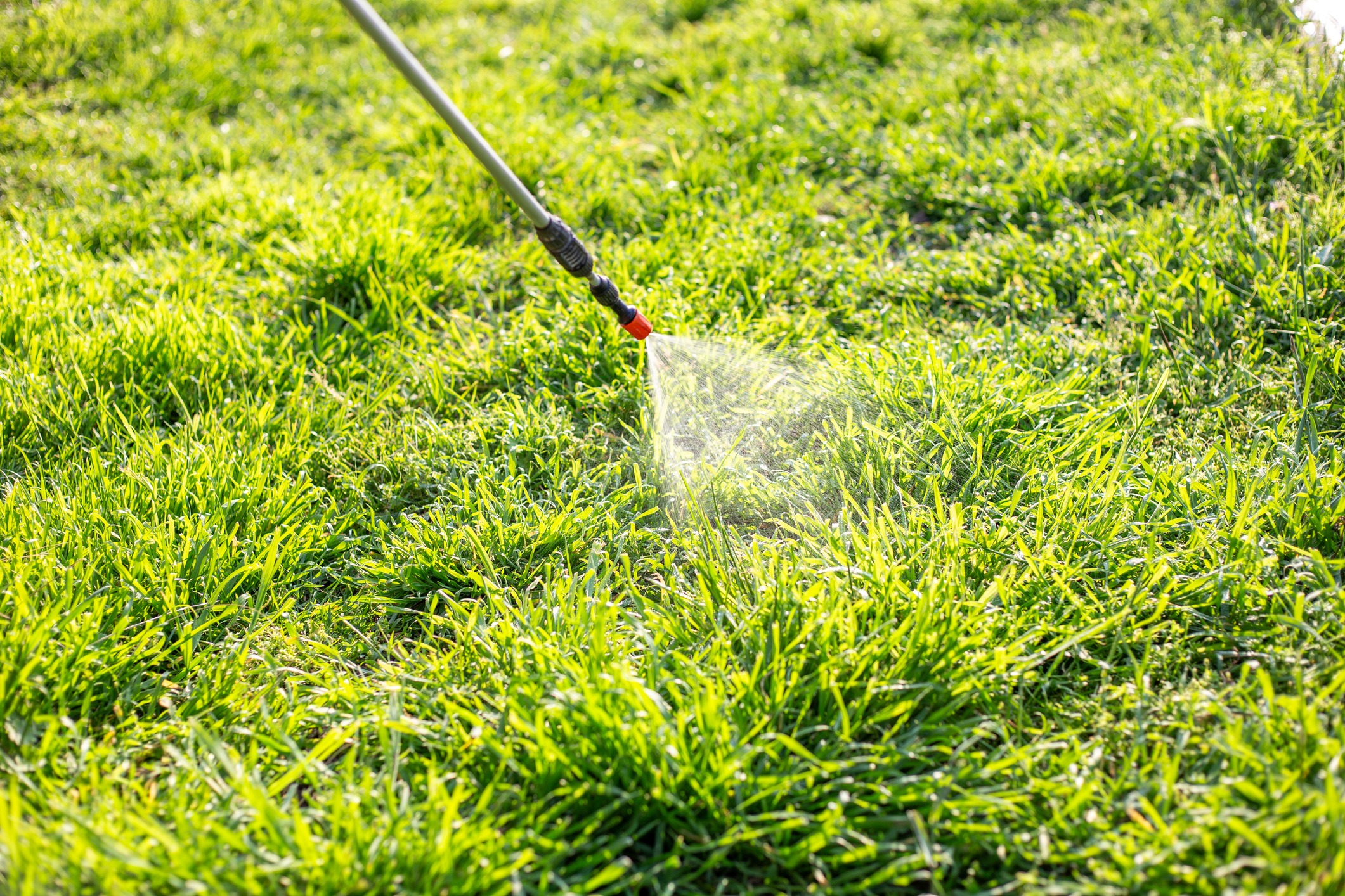 Garden sprayer watering green lawn grass